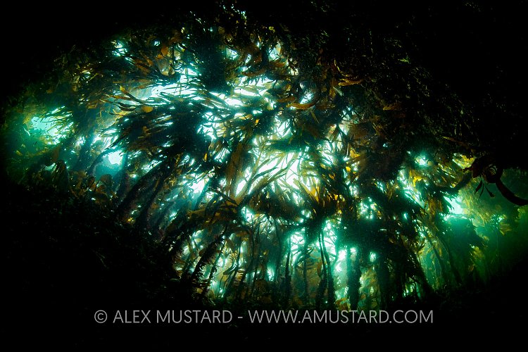 Kelp Forest Canopy, UK