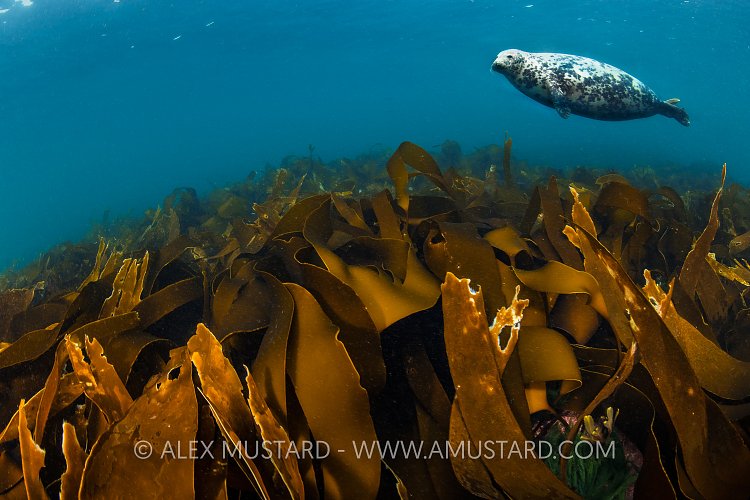 Grey Seal Over Kelp, UK