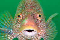 Ballan Wrasse Portrait, UK