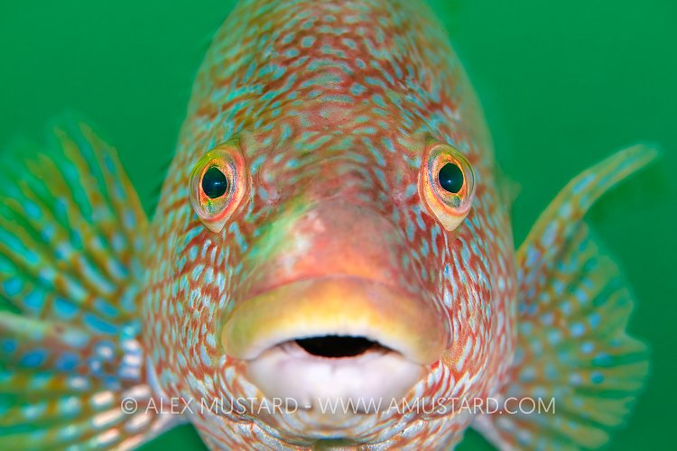 Ballan Wrasse Portrait, UK