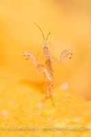 Skeleton Shrimp, UK