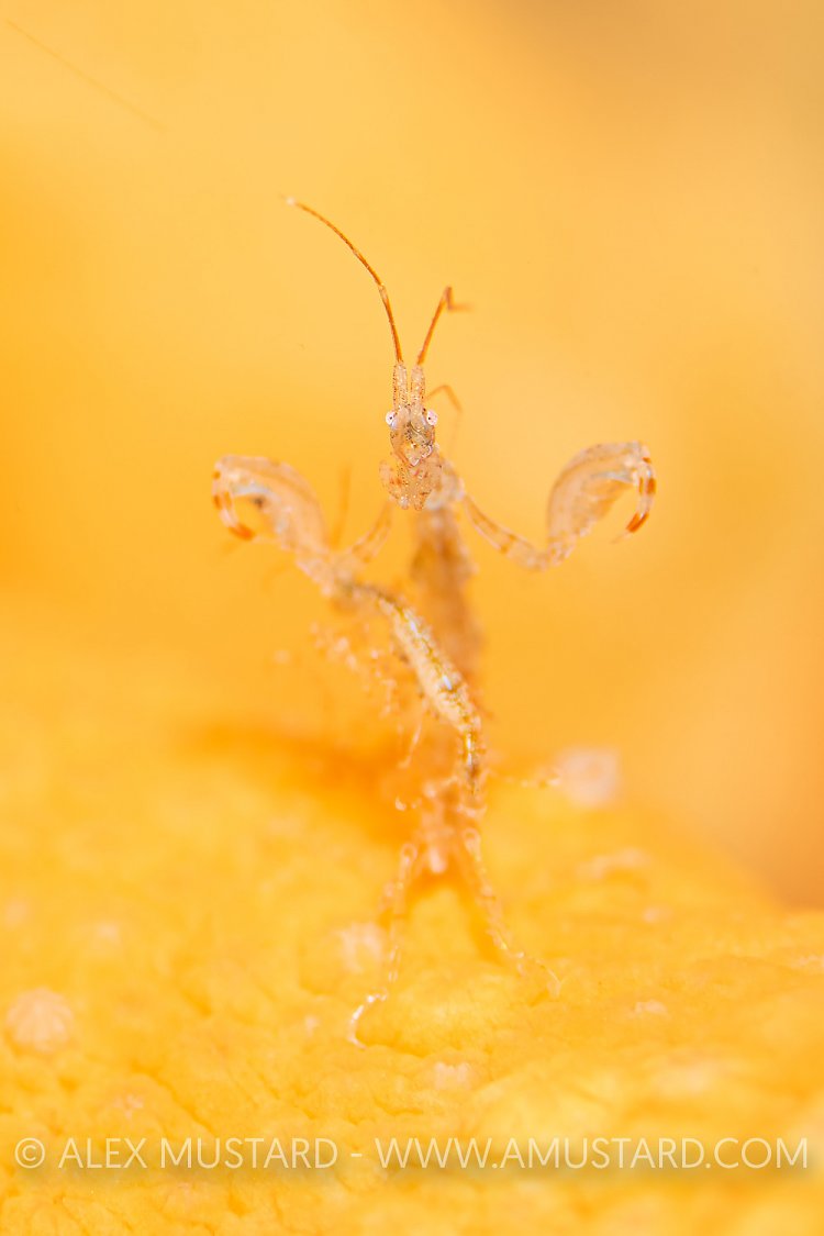Skeleton Shrimp, UK
