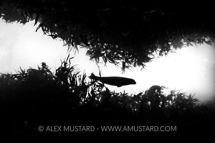 Seal Silhouette With Kelp, UK