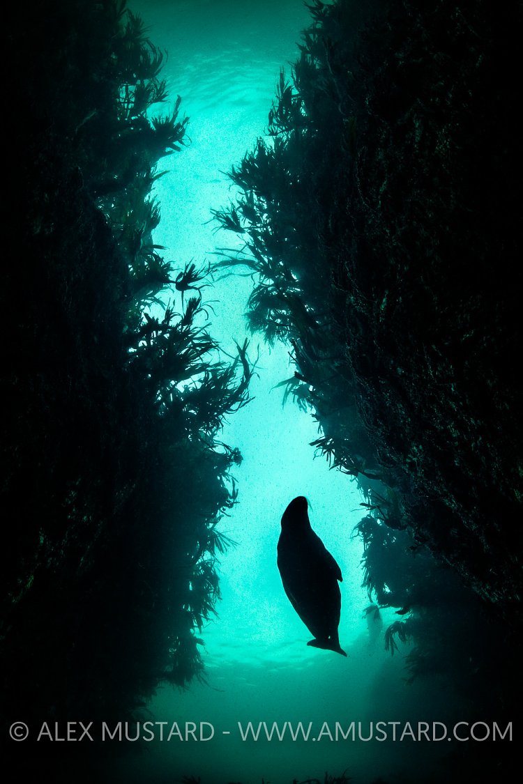 Grey Seal Silhouette, UK