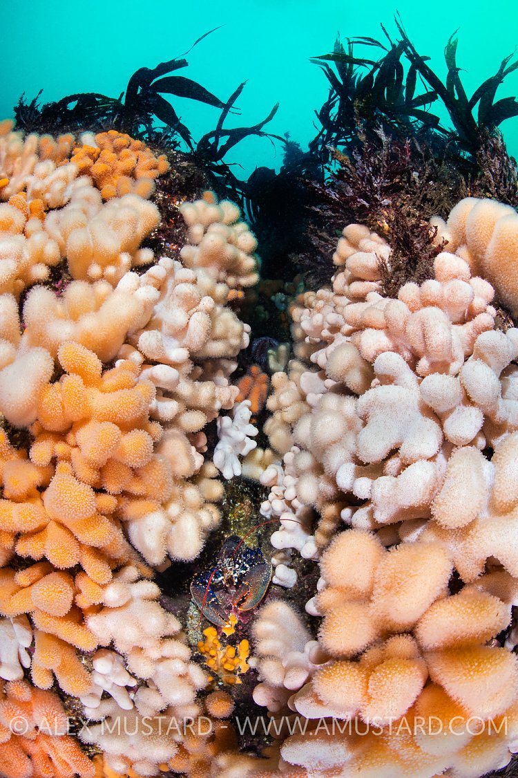 Lobster In Corals, UK