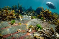 Limpets And Seal, UK