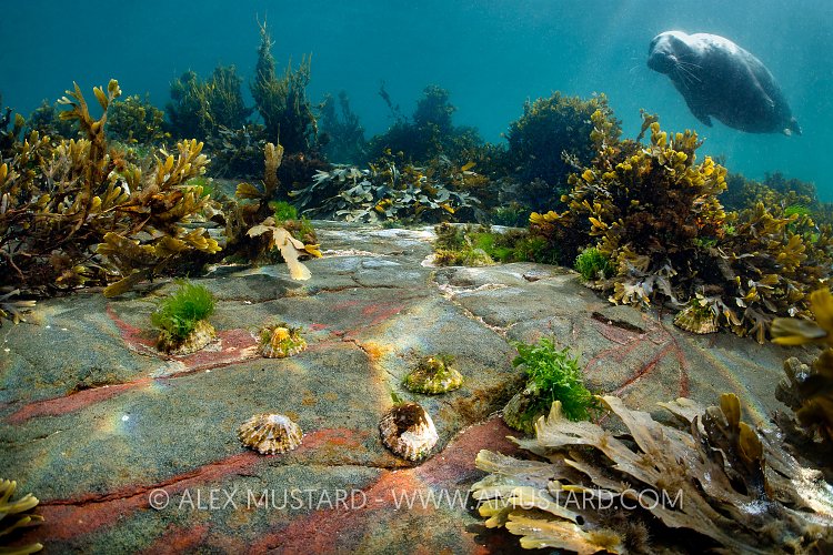 Limpets And Seal, UK