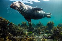Seal In Shallows, UK