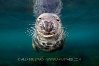 Grey Seal Portrait, UK