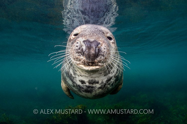 Grey Seal Portrait, UK