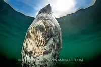 Female Seal At Surface, UK