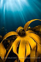 Golden Kelp In Sun Beams, UK