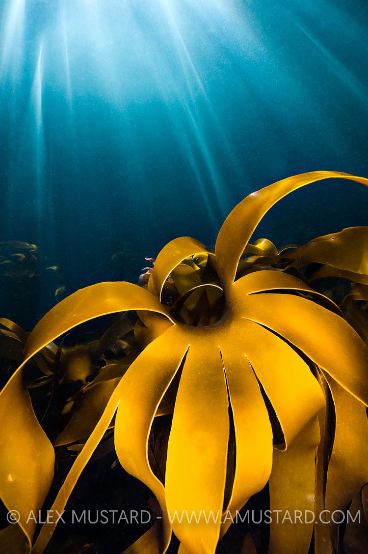Golden Kelp In Sun Beams, UK