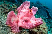 Pink Paddles. Indonesia