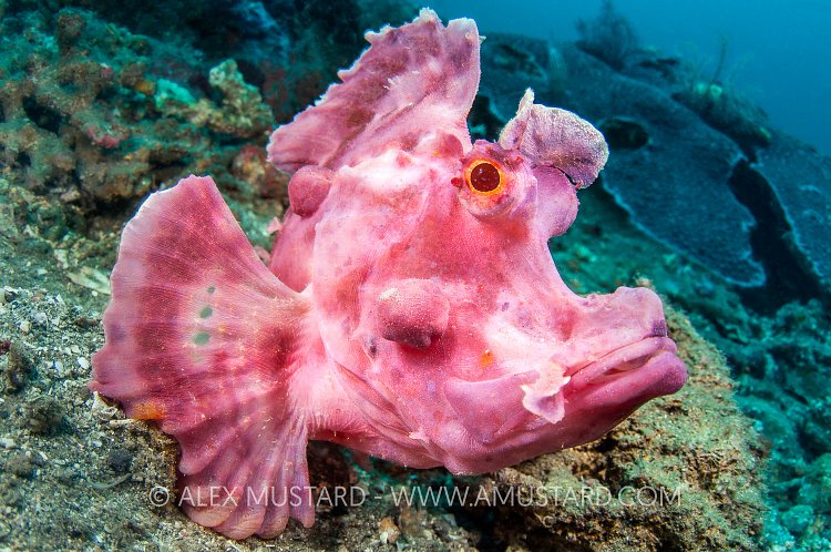 Pink Paddles. Indonesia