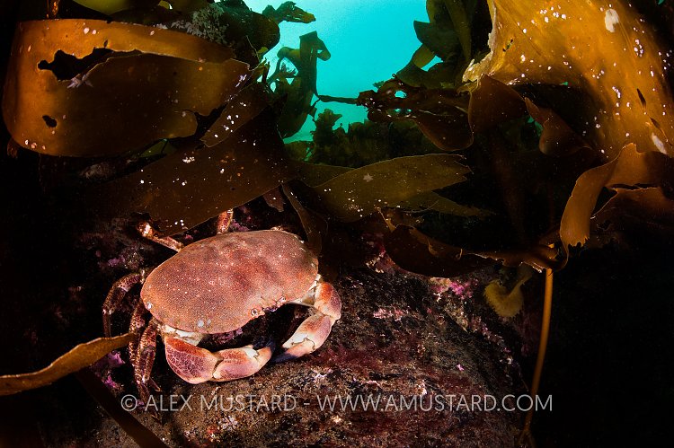 Sheltering Crab, UK