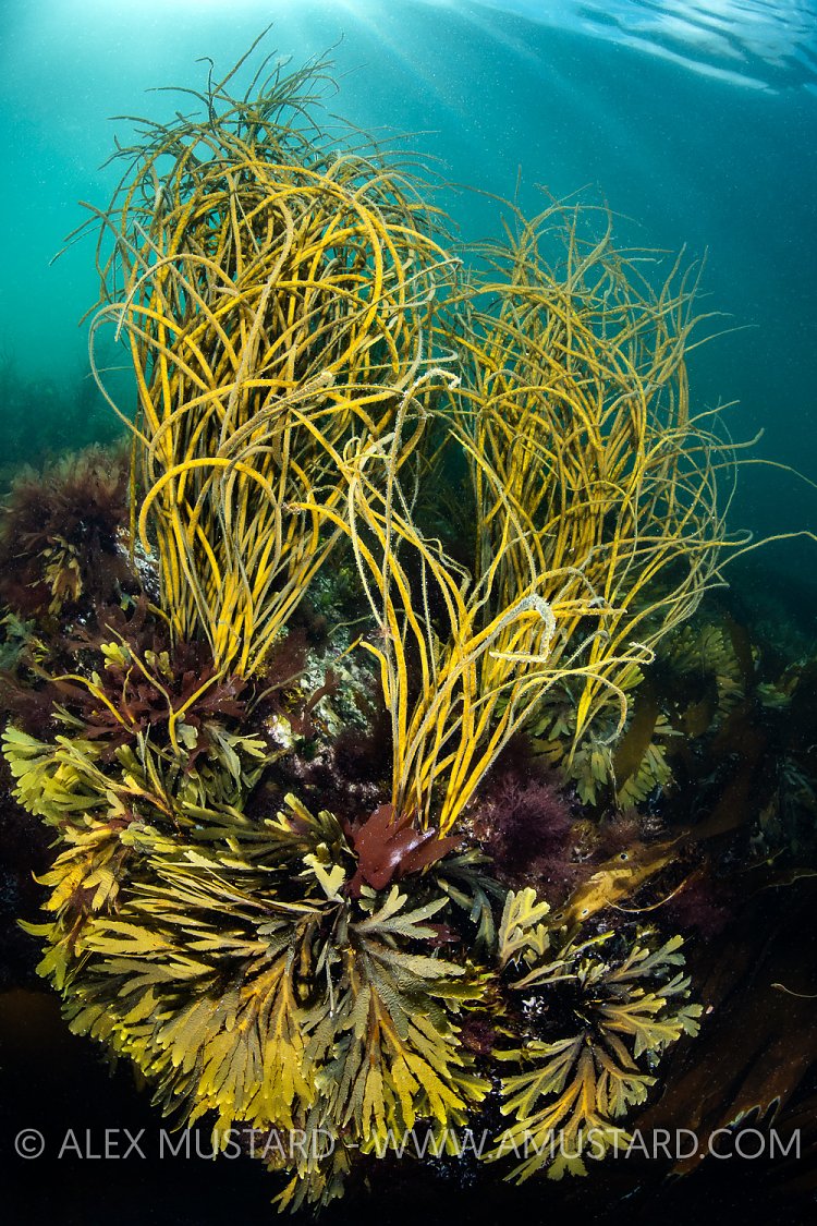Seaweed Scene, UK