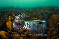 Snoozing In Kelp Bed, UK