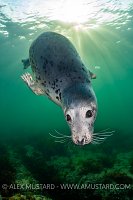 Seal In Sunburst, UK