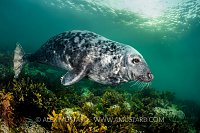 Seal Over Seaweeds, UK