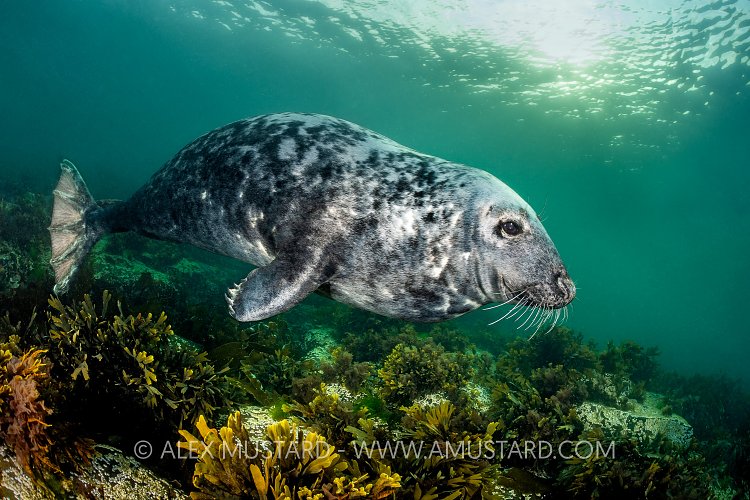 Seal Over Seaweeds, UK