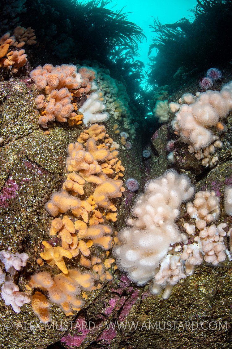 English Underwater Scenery, UK