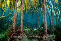 Kelp Forest, UK