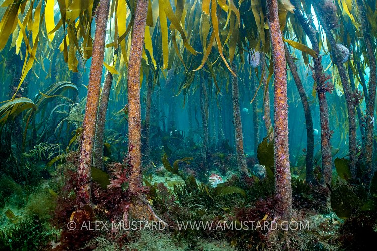 Kelp Forest, UK