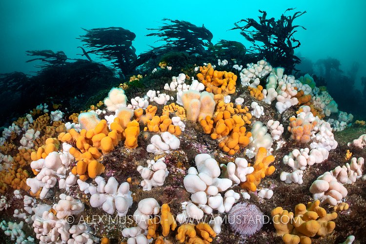 Scottish Scenery, UK