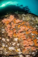 Orange Corals Beneath Kelp, UK