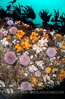 Urchins And Soft Corals, UK