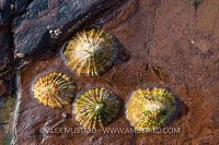 Limpet Cluster, UK