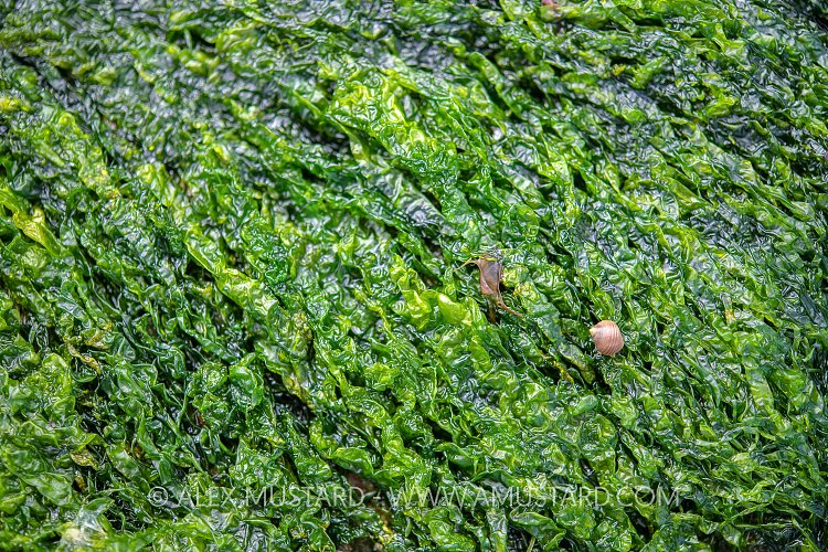 Seaweed Scene, UK