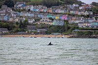 Dolphin In Town, UK