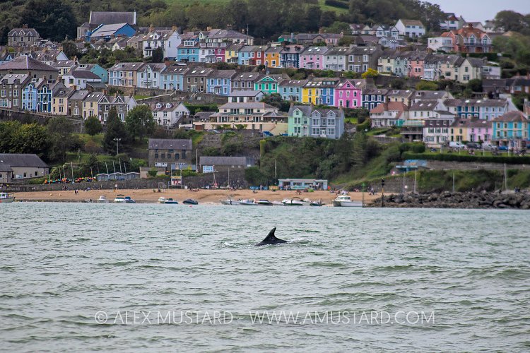Dolphin In Town, UK