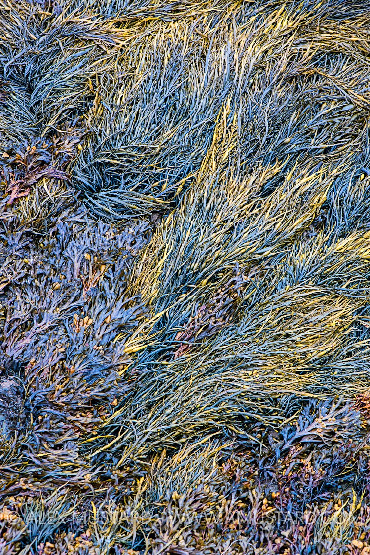 Seaweed Patterns, UK