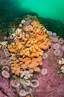 Corals And Urchins, UK