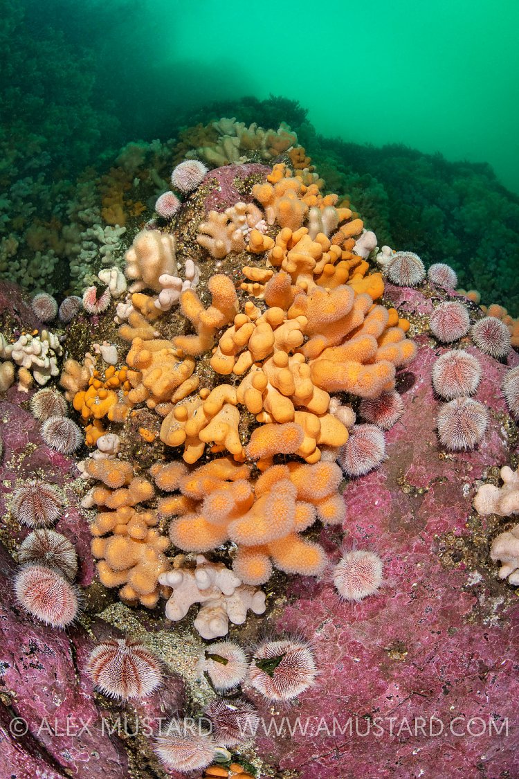 Corals And Urchins, UK
