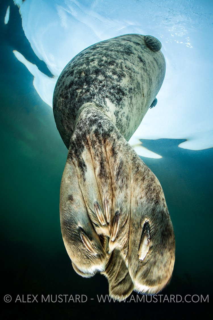 Resting Seal, UK