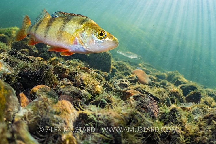 Perch In River Nene, UK