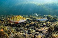 Perch In River Nene, UK