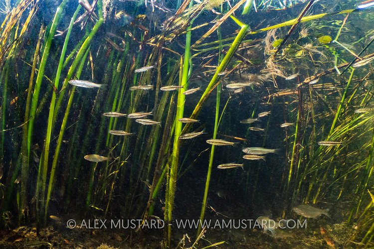 Minnows In River, UK