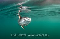 Sunfish Reflection, UK