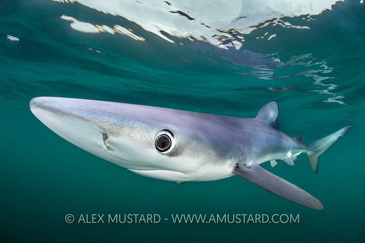 Blue Shark At Surface, UK