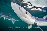 Three Blue Sharks, UK