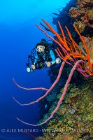Wall Diving Photographer, Cayman Islands