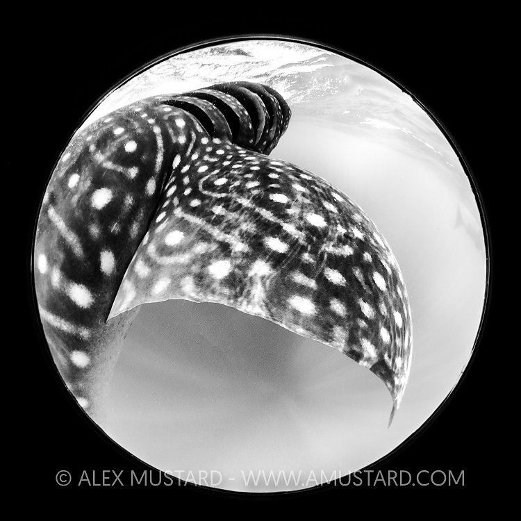 Monochrome Whale Shark, Mexico