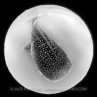 Monochrome Whale Shark, Mexico