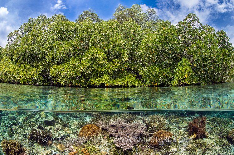 Mangrove Split Scene, Indonesia