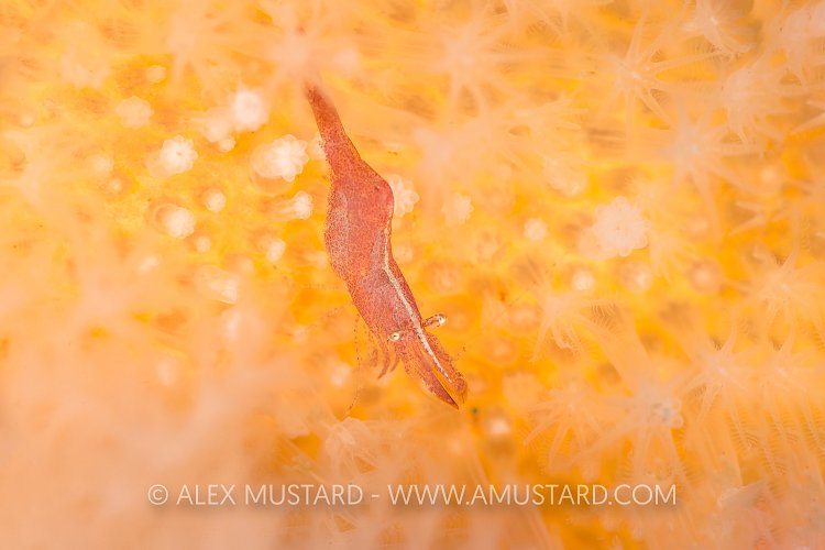 Chameleon Shrimp, UK